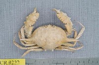 藏品(武裝筐形蟹)的圖片